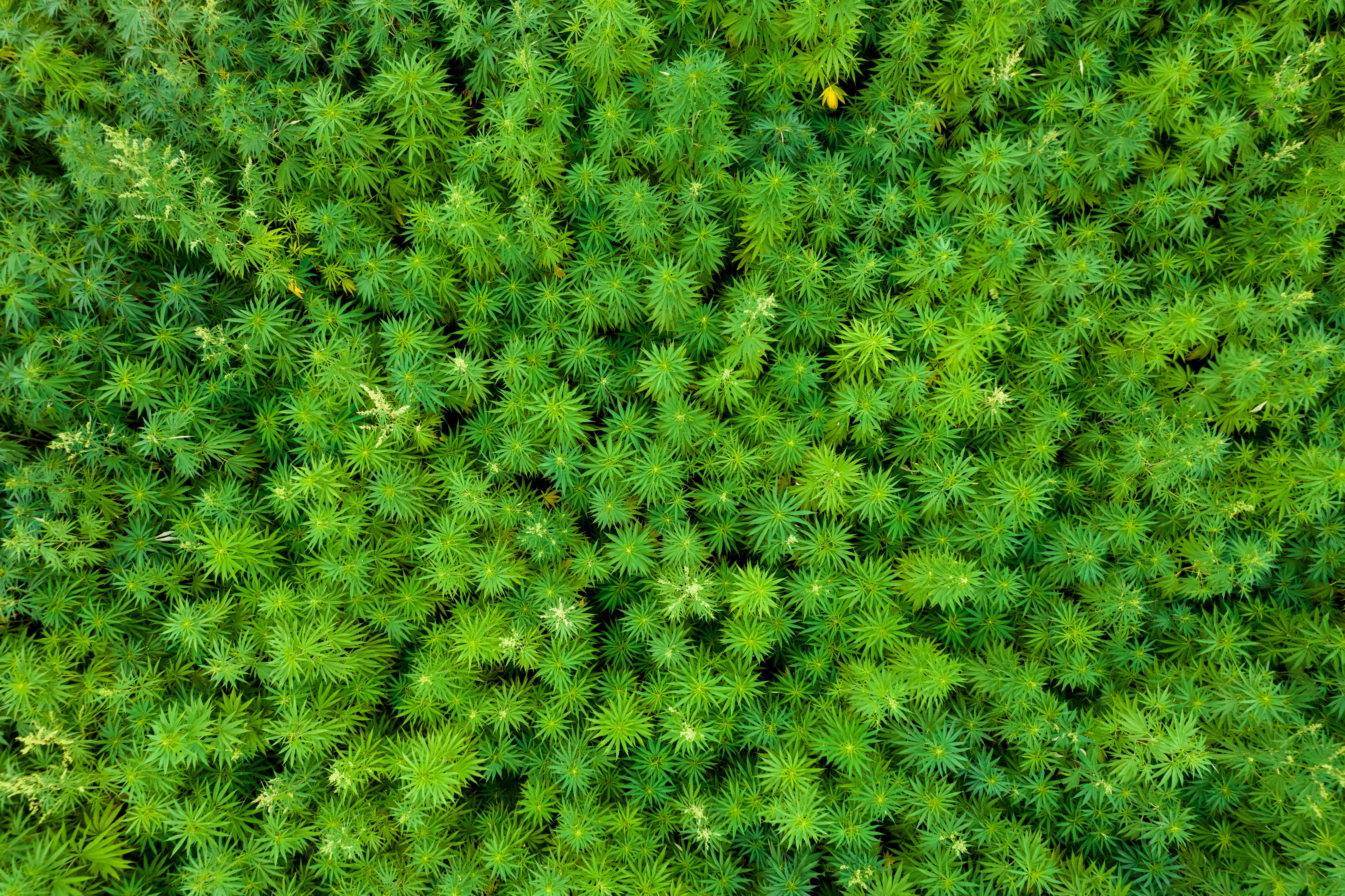 Appel à projets FEADER - IPAGE Végétal Réduction des impacts environnementaux