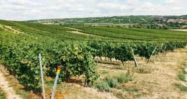 Paysage de vignobles en rangées serrées sous un ciel nuageux, illustrant la filière viti-vinicole en Grand Est. Vue panoramique de vignes vertes en automne, avec des villages et collines en arrière-plan, symbolisant l’agriculture durable et le terroir local.