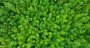 Appel à projets FEADER - IPAGE Végétal Réduction des impacts environnementaux