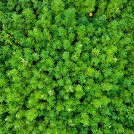 Appel à projets FEADER - IPAGE Végétal Réduction des impacts environnementaux