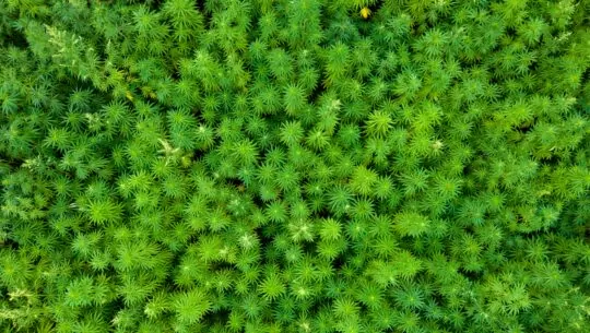 Appel à projets FEADER - IPAGE Végétal Réduction des impacts environnementaux